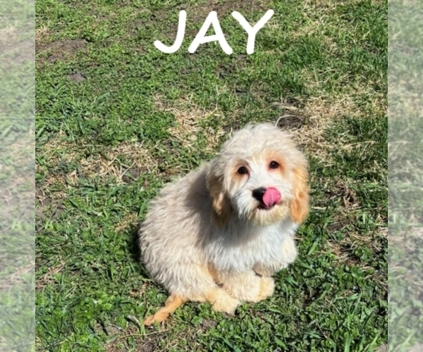 Medium Photo #3 Cockapoo (Miniature) Puppy For Sale in HARTLAND, MN, USA