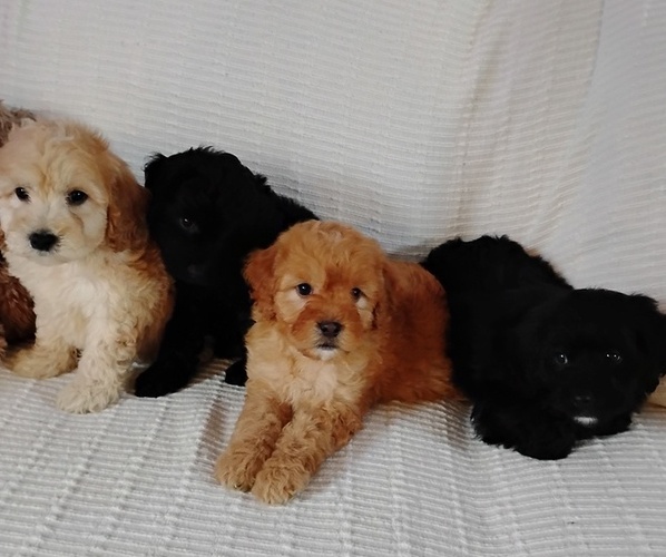 Medium Photo #3 Cockapoo (Miniature) Puppy For Sale in FITZGERALD, GA, USA