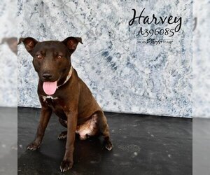 Labrador Retriever-Unknown Mix Dogs for adoption in Conroe, TX, USA