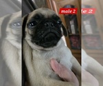 Small #4 Pug