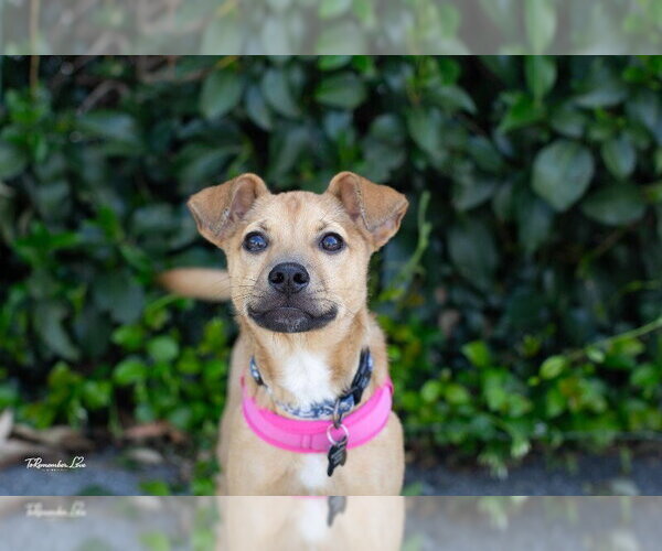 Medium Photo #4 Chihuahua Puppy For Sale in Marina Del Rey, CA, USA