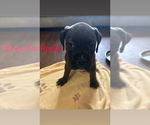 Puppy Rocky American Bully-Boxer Mix