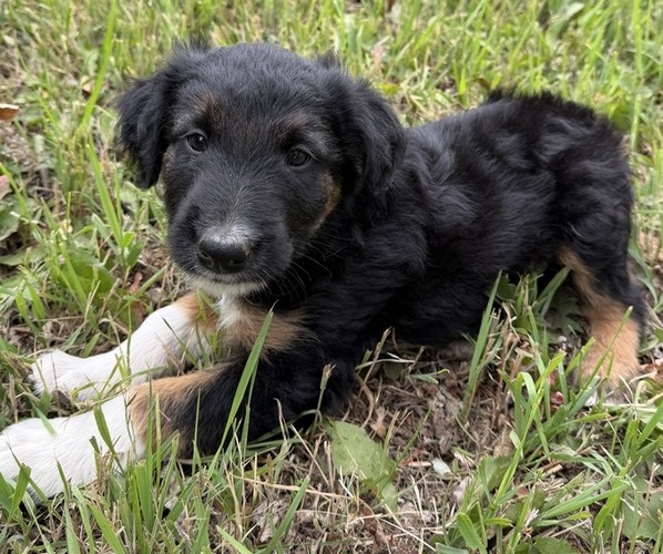 Medium Photo #5 Border Airedale Puppy For Sale in POWELL, WY, USA