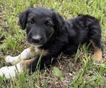 Small #4 Border Airedale