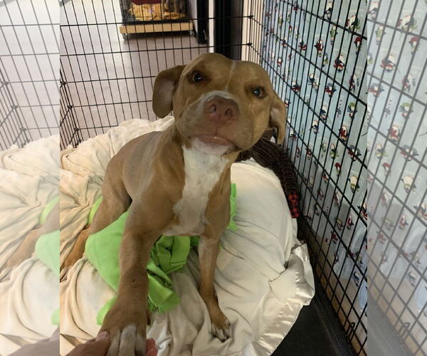 Medium Photo #12 American Staffordshire Terrier-Unknown Mix Puppy For Sale in Sanford, FL, USA