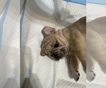 Small #3 French Bulldog