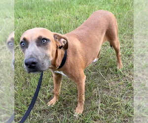 June - Female Labrador Retriever-Unknown Mix Dog for Adoption - Photo #4