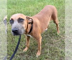 Small #3 Labrador Retriever Mix