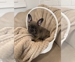 Puppy Puppy 4 French Bulldog