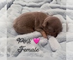 Puppy Pink French Bulldog