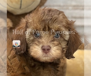 Aussiedoodle Miniature  Puppy for sale in LOUDONVILLE, OH, USA