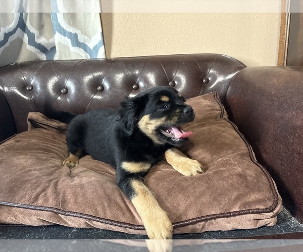 Medium Photo #2 Carlin Pinscher Puppy For Sale in COBB, WI, USA