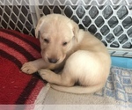 Small Photo #3 Labrador Retriever Puppy For Sale in DUBUQUE, IA, USA