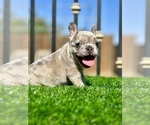 Small #14 French Bulldog