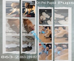 Ori-Pei Puppy for sale in LAKELAND, FL, USA