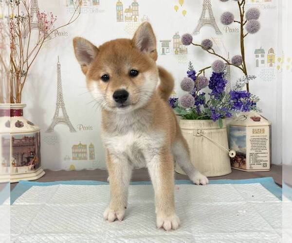 Medium Photo #3 Shiba Inu Puppy For Sale in PORTLAND, OR, USA