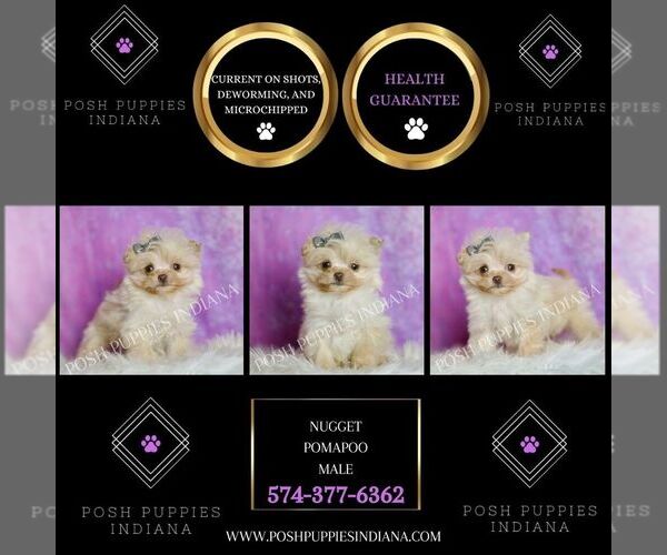 Medium Photo #6 Pomeranian Puppy For Sale in WARSAW, IN, USA