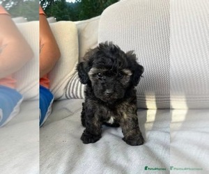 Yorkshire Terrier Puppy for sale in INDIANAPOLIS, IN, USA