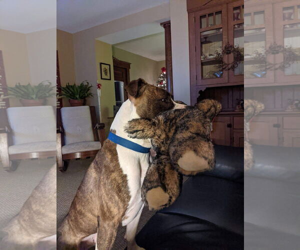 Medium Photo #30 American Pit Bull Terrier-Unknown Mix Puppy For Sale in Germantown, OH, USA