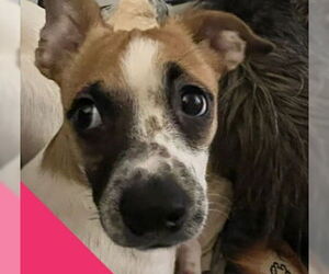 Rat-Cha Dogs for adoption in Grafton, WI, USA