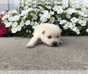 Shiba Inu Puppy for sale in SULLIVAN, IL, USA