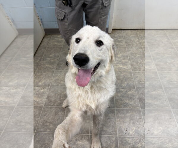 Medium Photo #5 Great Pyrenees Puppy For Sale in Rustburg, VA, USA