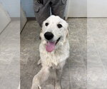 Small #4 Great Pyrenees