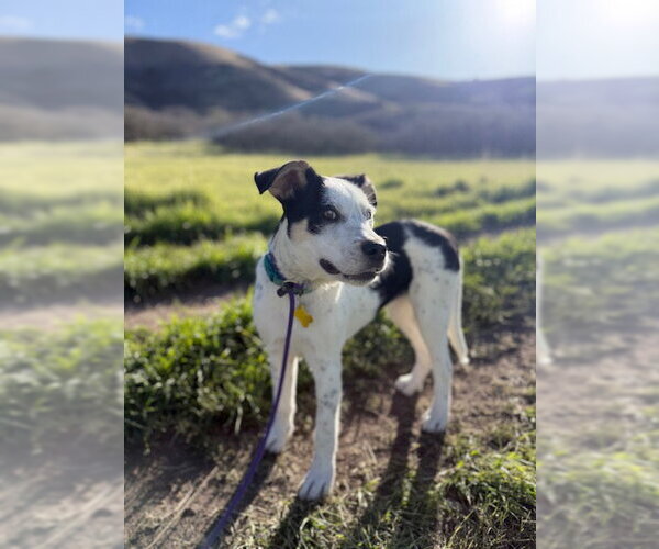 Medium Photo #2 Mutt Puppy For Sale in Sandy, UT, USA