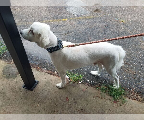 Medium Photo #20 Great Pyrenees-Unknown Mix Puppy For Sale in Houston, TX, USA