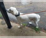 Small #19 Great Pyrenees Mix