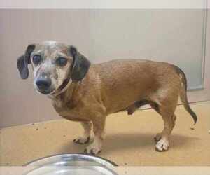 Dachshund Dogs for adoption in Martinez, CA, USA