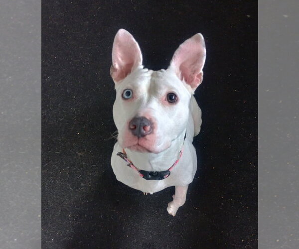 Medium Photo #1 Mutt Puppy For Sale in La Porte, IN, USA