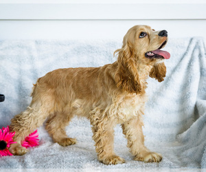 Cocker Spaniel Litter for sale in WAKARUSA, IN, USA