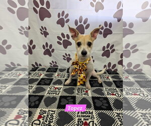 Chihuahua-Unknown Mix Dogs for adoption in Metairie, LA, USA