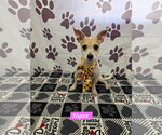 Small Chihuahua Mix