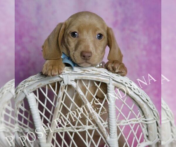 Medium Photo #1 Dachshund Puppy For Sale in WARSAW, IN, USA