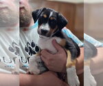 Small Photo #2 Australian Shepherd-Unknown Mix Puppy For Sale in New London, WI, USA