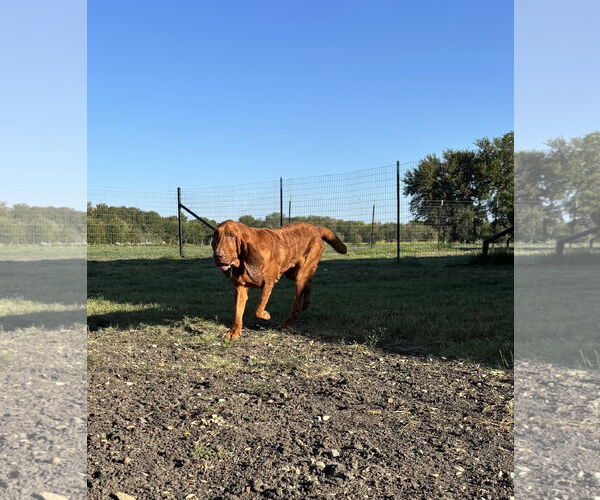 Medium Photo #3 Bloodhound Puppy For Sale in Denton, TX, USA