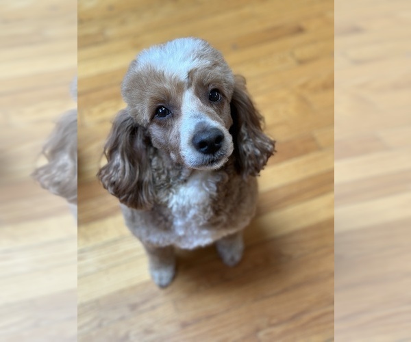 Medium Photo #1 Goldendoodle (Miniature) Puppy For Sale in BELCHERTOWN, MA, USA