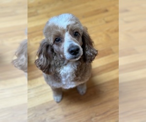 Goldendoodle (Miniature) Puppy for sale in BELCHERTOWN, MA, USA