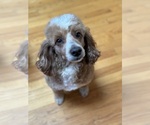 Small Goldendoodle (Miniature)