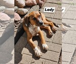 Small #2 Black Mouth Cur Mix