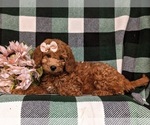 Small Photo #4 Miniature Labradoodle Puppy For Sale in NOTTINGHAM, PA, USA