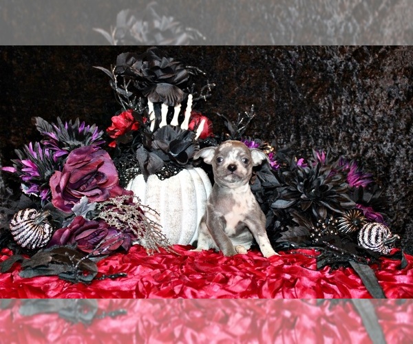 Medium Photo #21 Chihuahua Puppy For Sale in CHARLESTON, AR, USA