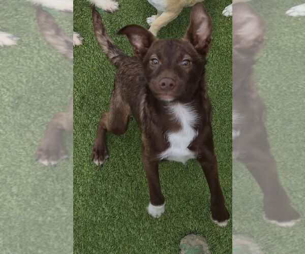 Medium Photo #2 Mutt Puppy For Sale in Carrollton, TX, USA