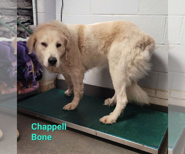 Medium Photo #7 Great Pyrenees Puppy For Sale in Richmond, IN, USA