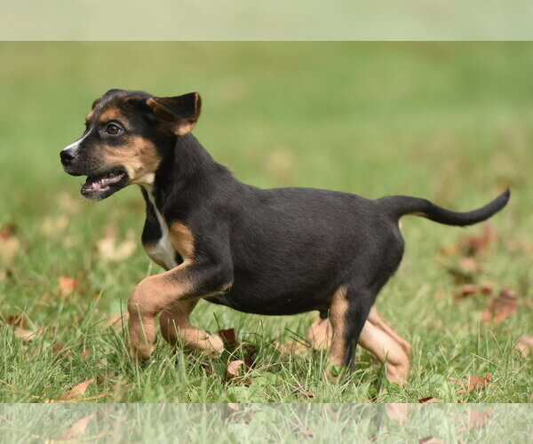 Medium Photo #9 Australian Shepherd-Beagle Mix Puppy For Sale in Mechanicsburg, PA, USA