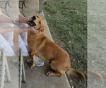 Small #3 Basset Retriever