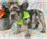 Small Photo #10 French Bulldog Puppy For Sale in RISING SUN, MD, USA