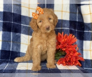 Double Doodle Puppy for sale in CEDAR LANE, PA, USA